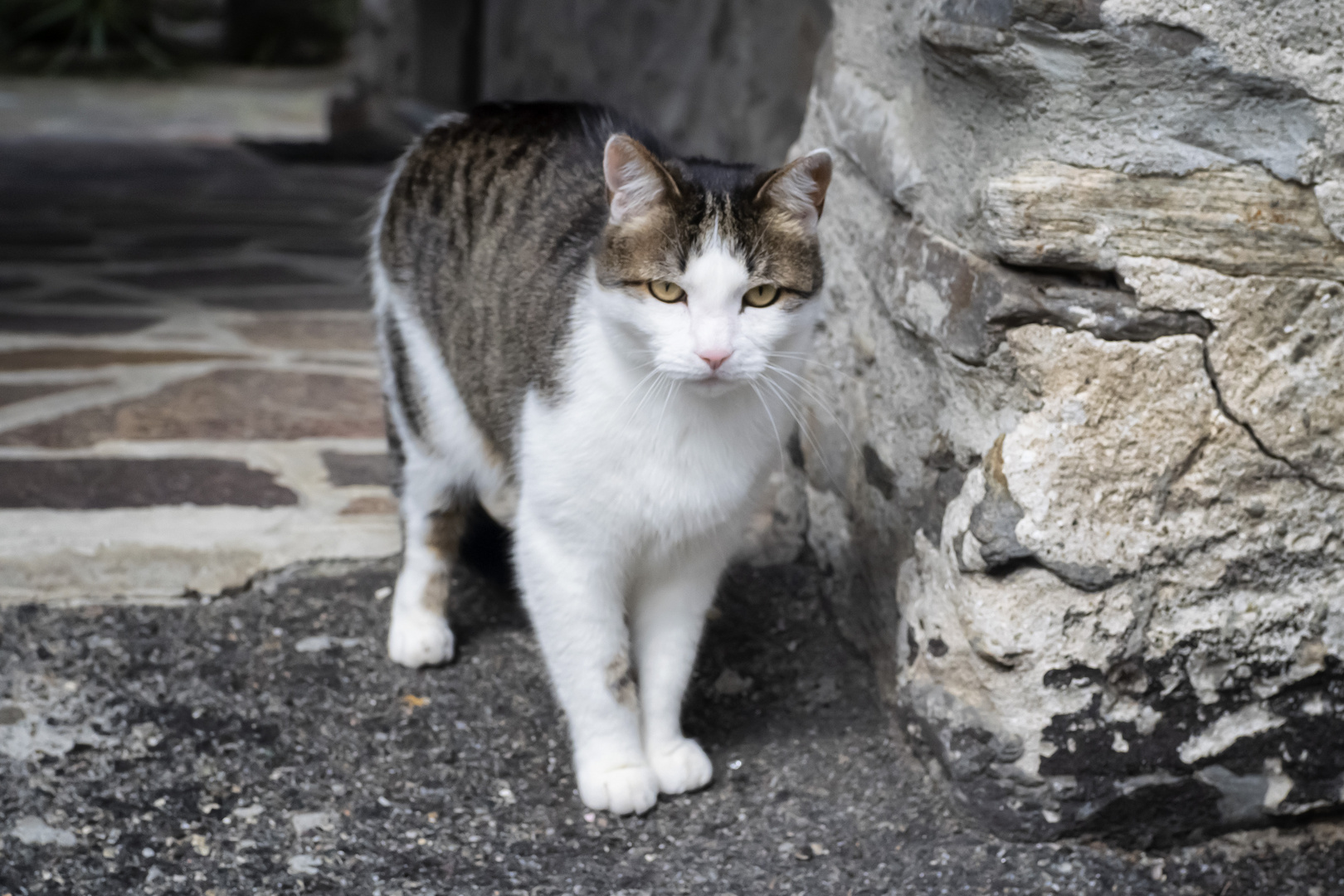 Il micio di via Mazzini