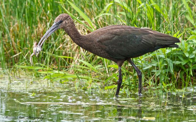 Il mignattaio e..la povera ranocchia