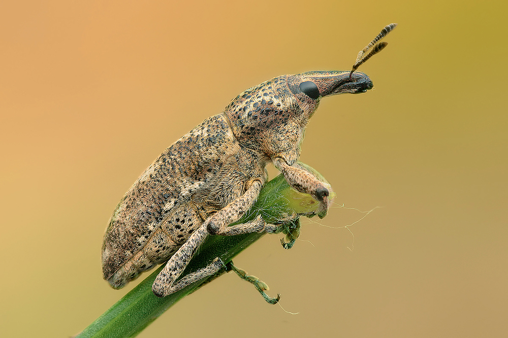 Il MiniTapiro (Coleottero Curculionidae "Lixus sp.")