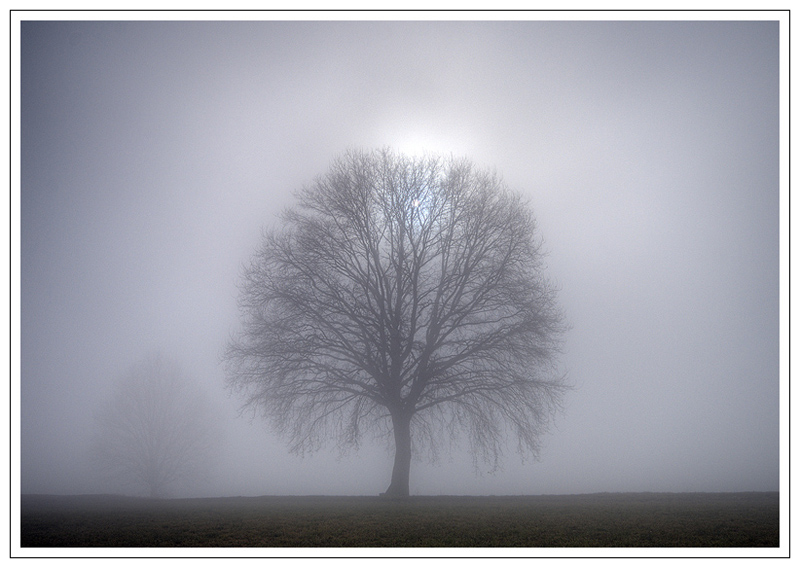 Il mio albero preferito