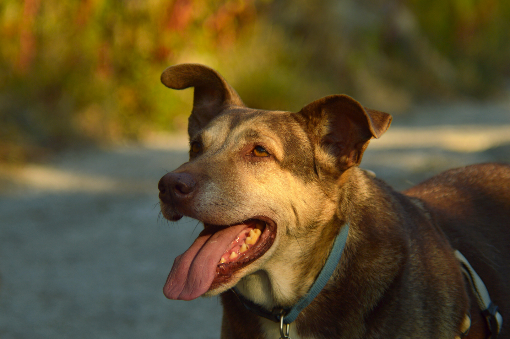 Il mio amico Vlady