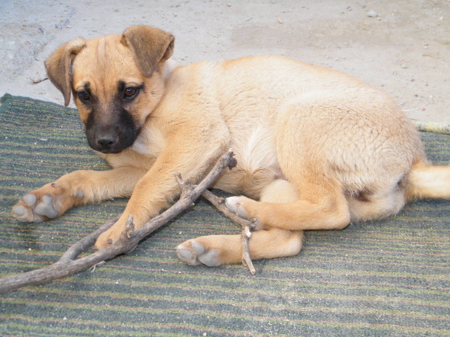 IL MIO CANE