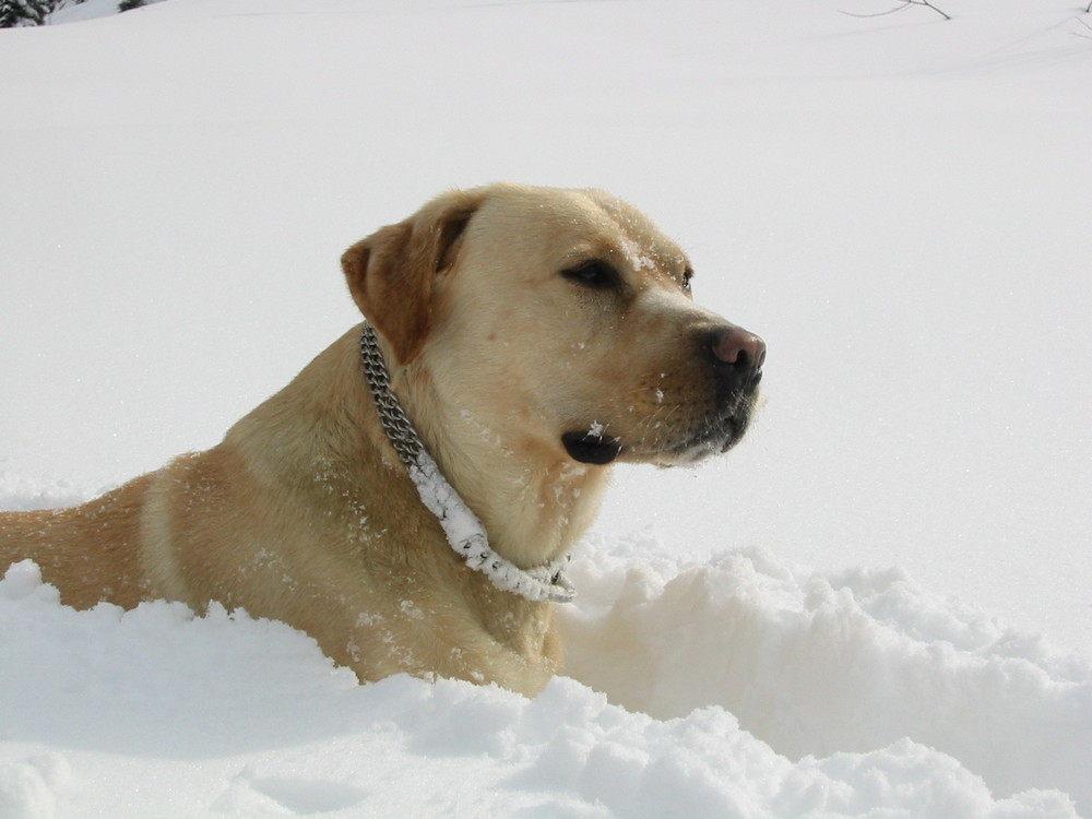 Il mio Cane, Toby