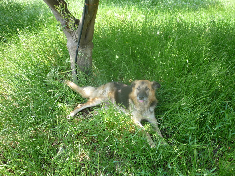Il mio cane tra l'erba