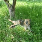 Il mio cane tra l'erba