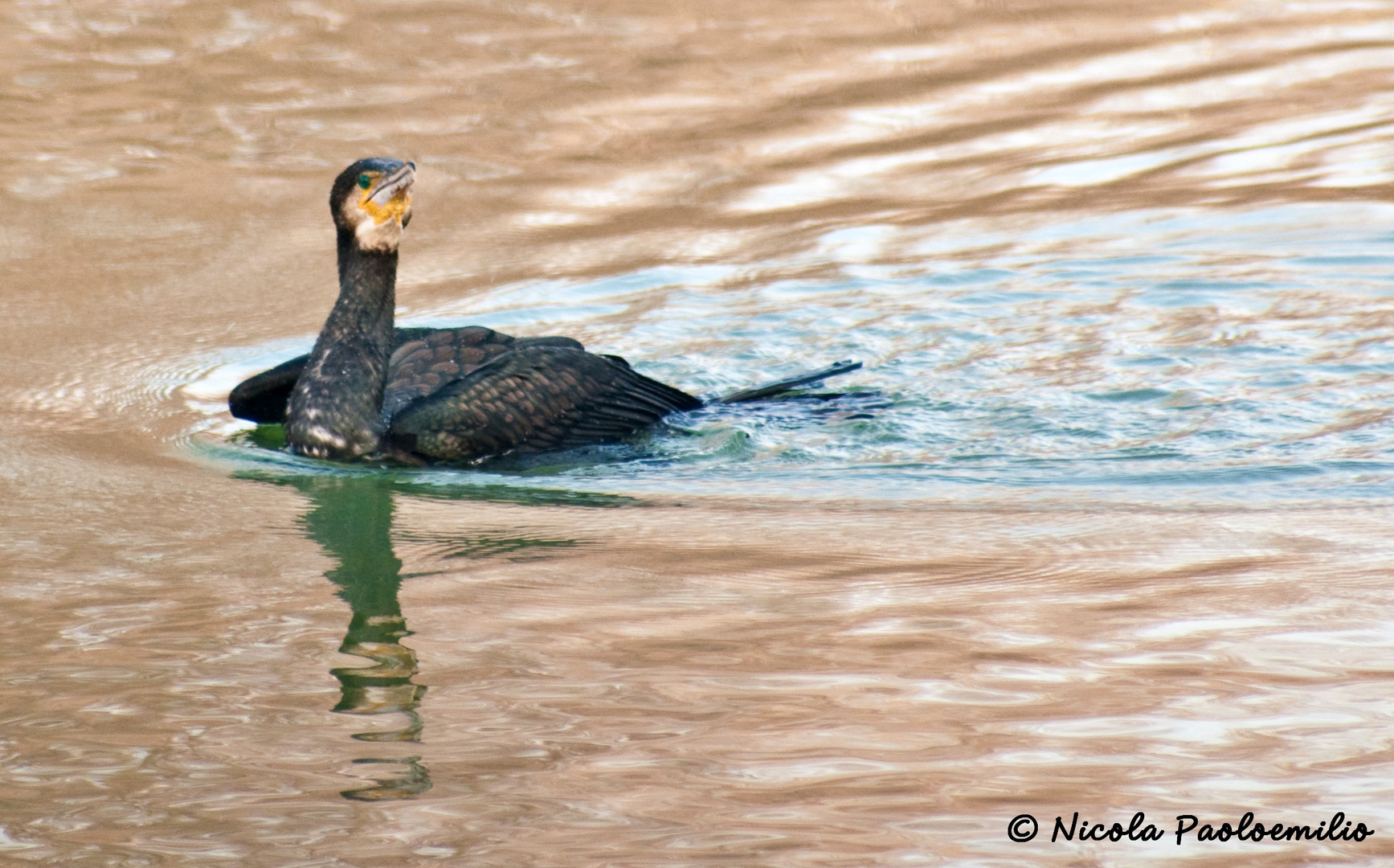 il mio cormorano...in un lago dorato....