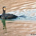 il mio cormorano...in un lago dorato....