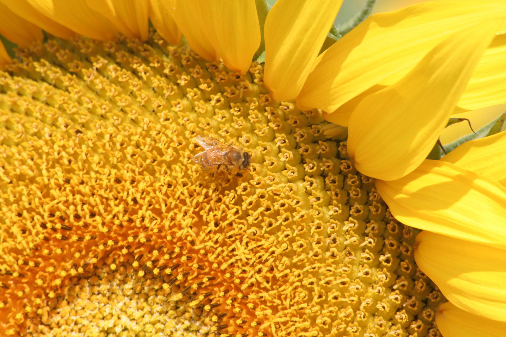 Il mio fiore preferito