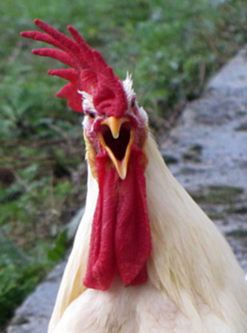 Il mio gallo