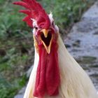 Il mio gallo