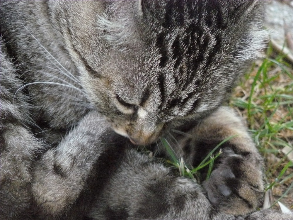 Il Mio Gatto