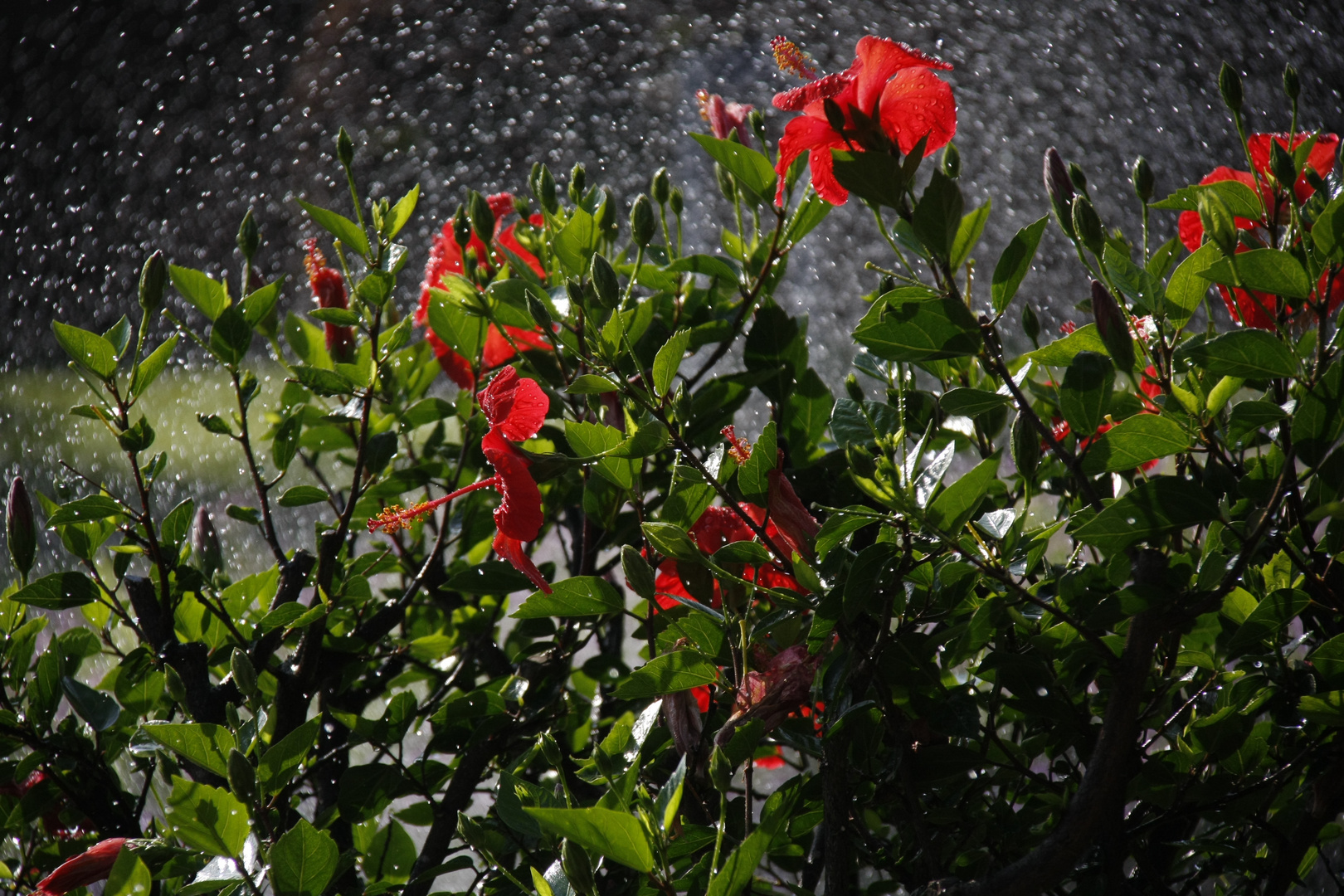 il mio giardino