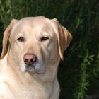 Il mio Labrador ( femmina di 8 anni )