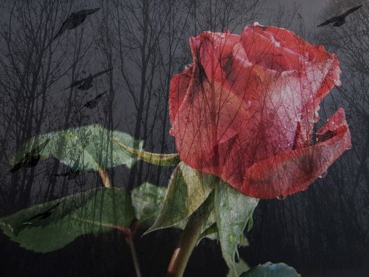 ..il mio pensiero vola....