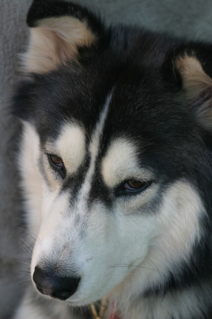 il mio piccolo husky... max :)