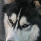 il mio piccolo husky... max :)