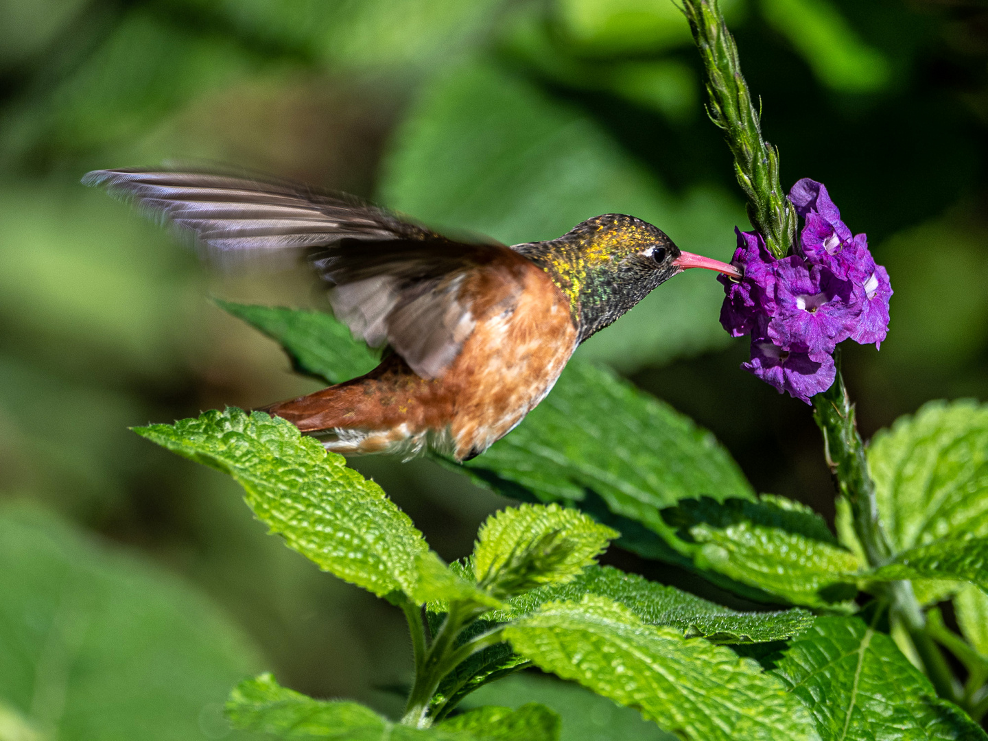 Il mio primo colibrì