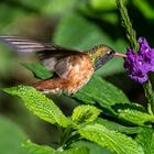 Il mio primo colibrì