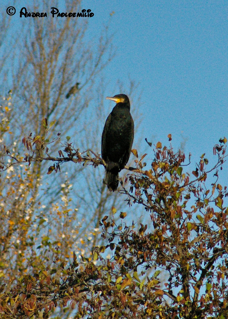 IL MIO PRIMO CORMORANO