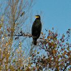 IL MIO PRIMO CORMORANO