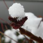 Il miracolo della neve