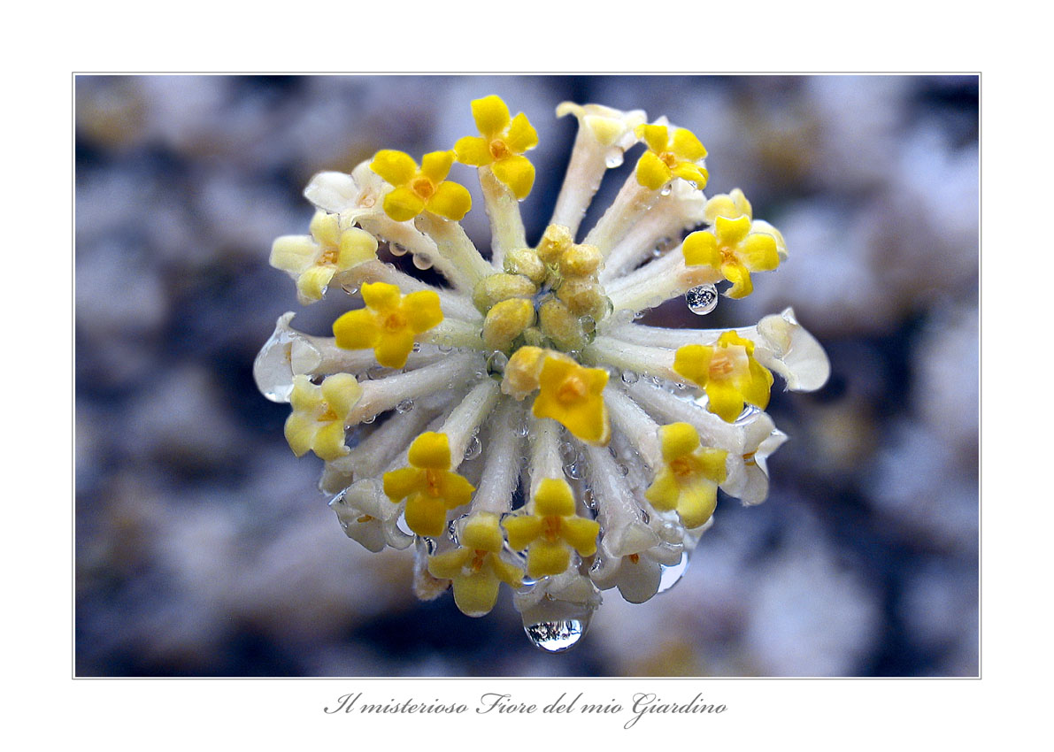 Il misterioso fiore del mio giardino