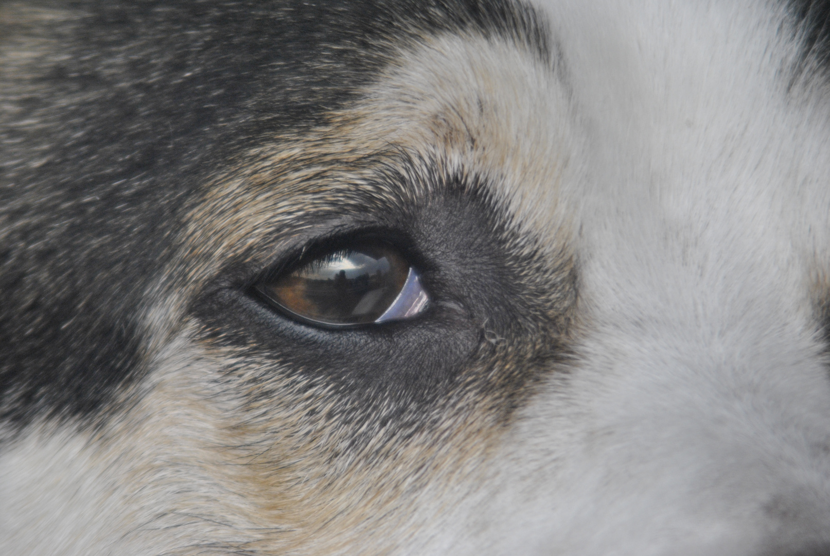 il mondo dall'occhio di un cane..