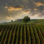 Il Monferrato 