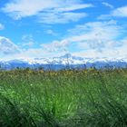 Il Monviso visto a quattro zaampe