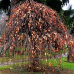 il n' est pas sympa et beau "mon" arbre ?