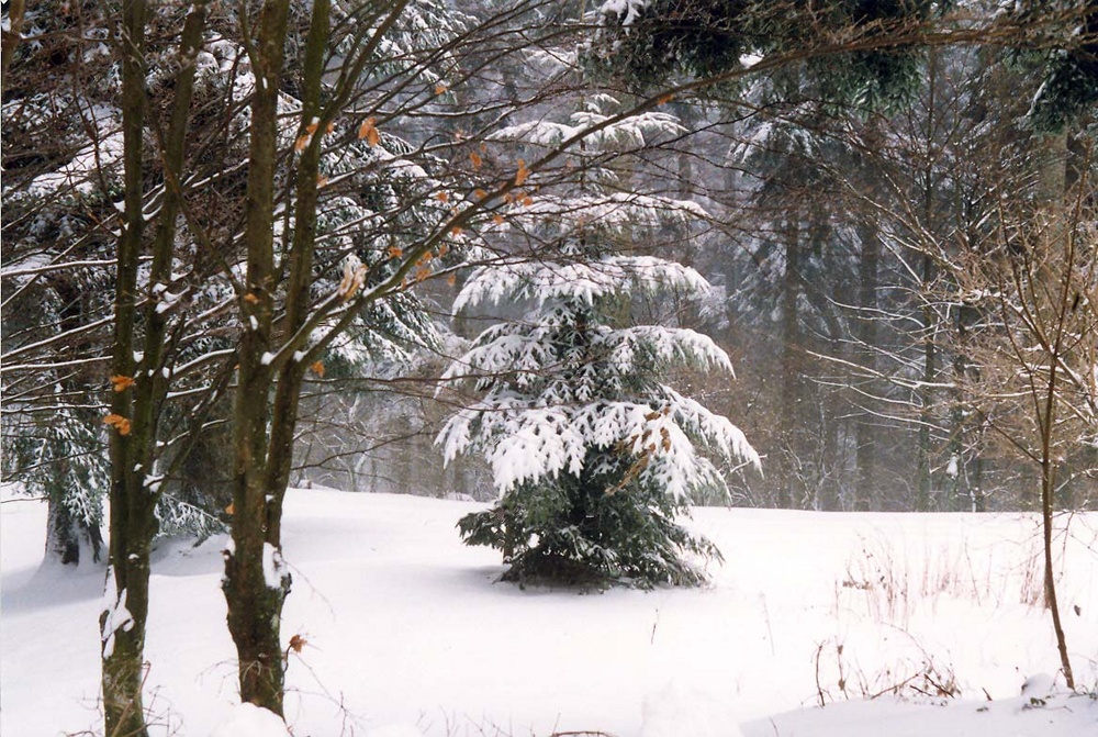 Il Natale si avvicina