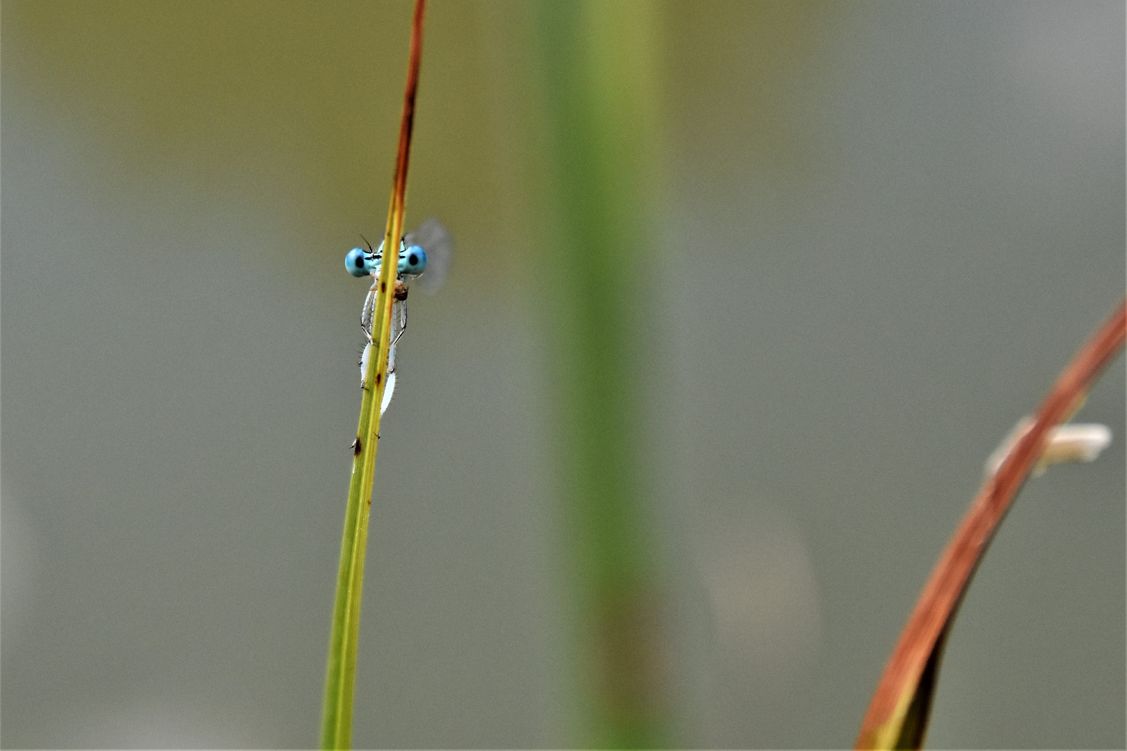 il ne m'a pas vu, He didn't see me