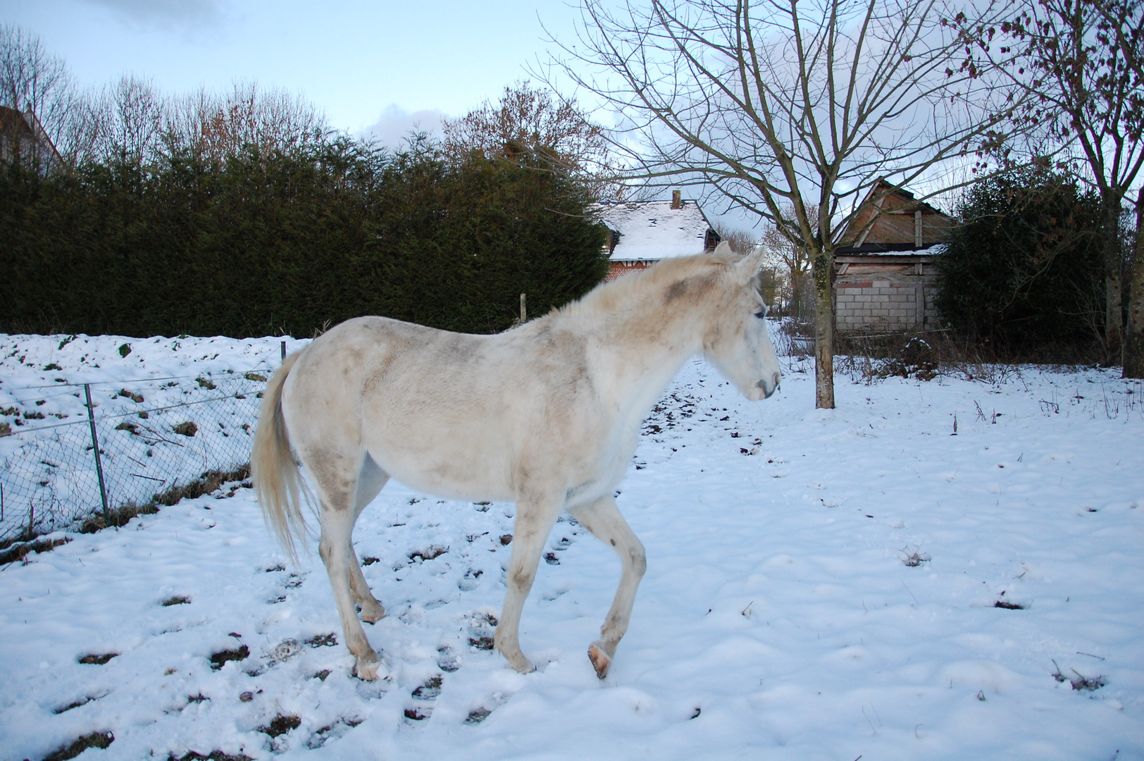 Il ne te manque que la corne et tu ferais une jolie licorne