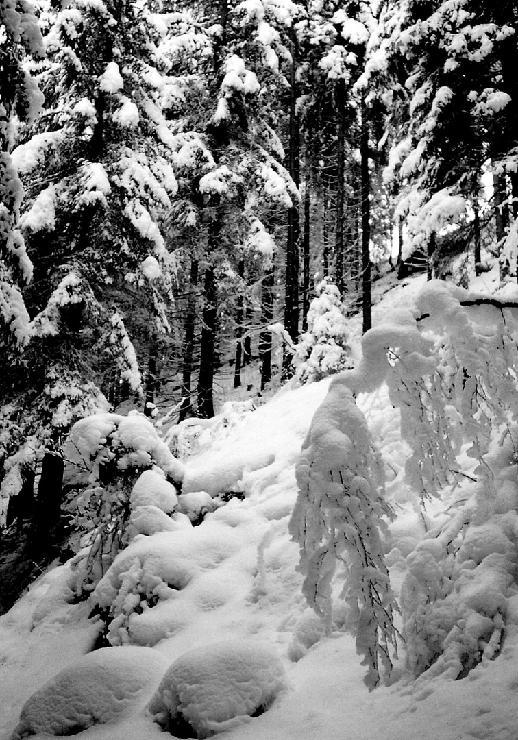 Il neige à Chamonix