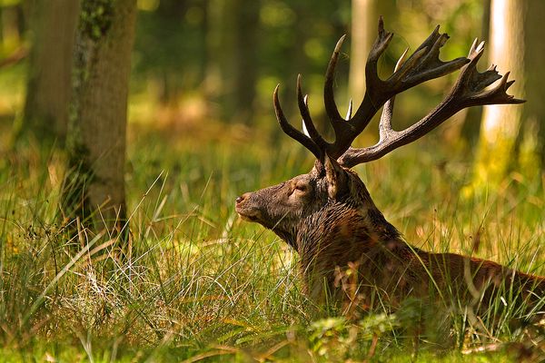 Il n'est pas beau celui la.?!