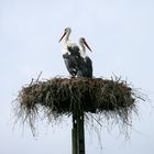 Il nido di cicogne 1