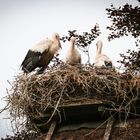 Il nido di cicogne 2