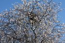 Il nido nel mandorlo in fiori ... eyrie in the almond tree ... le nid dans l'amandier en fleurs de Christian Bertero 