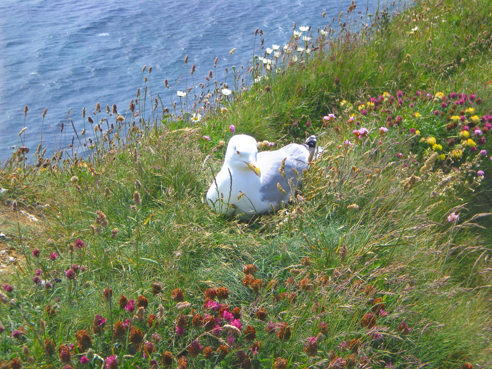 Il nido sul mare