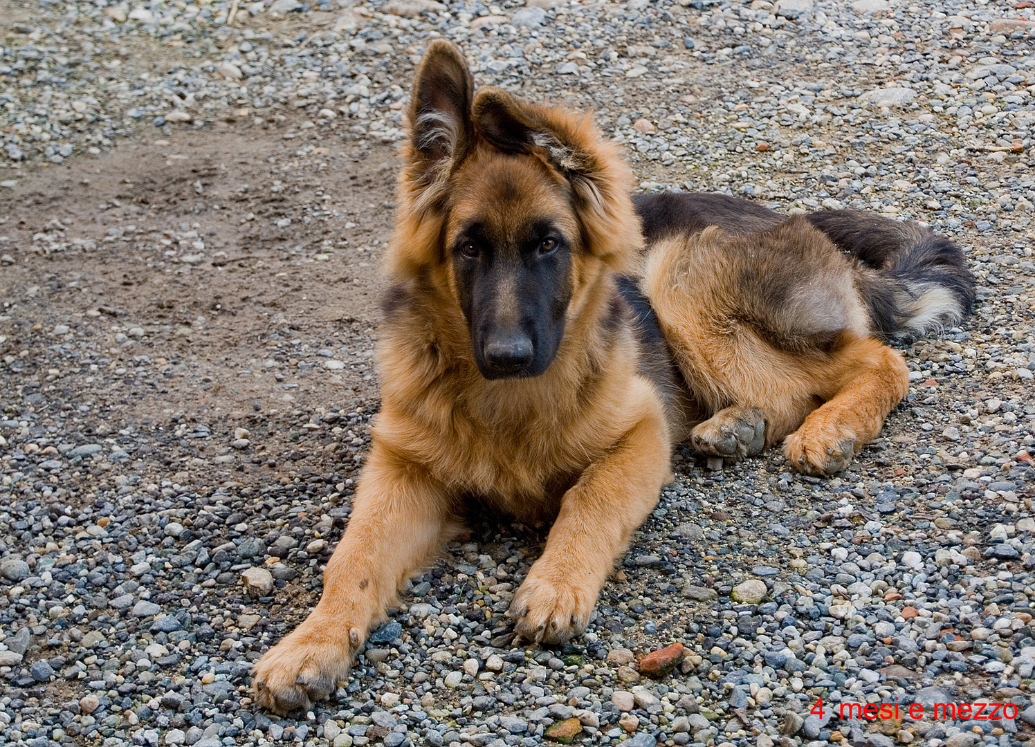 il nipote del mio cane