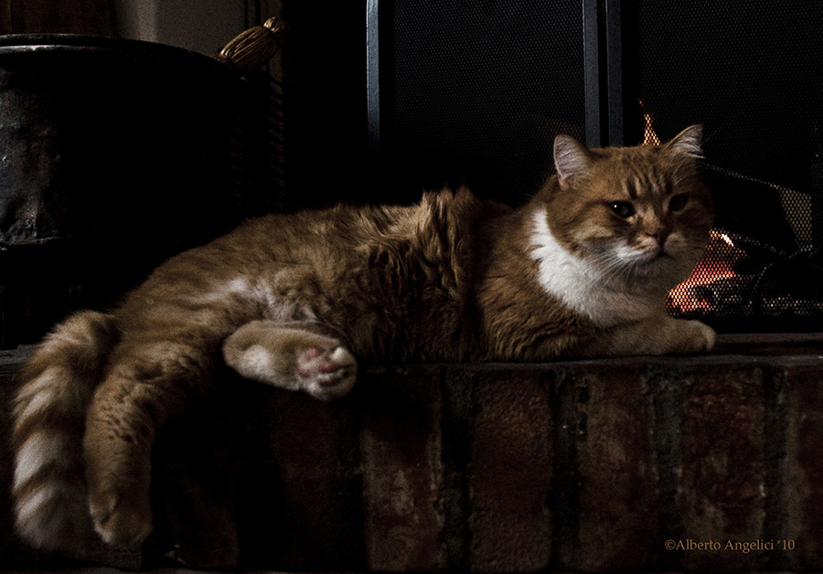 IL NOSTRO MAO E IL CAMINO /OUR CAT MAO AND THE FIREPLACE