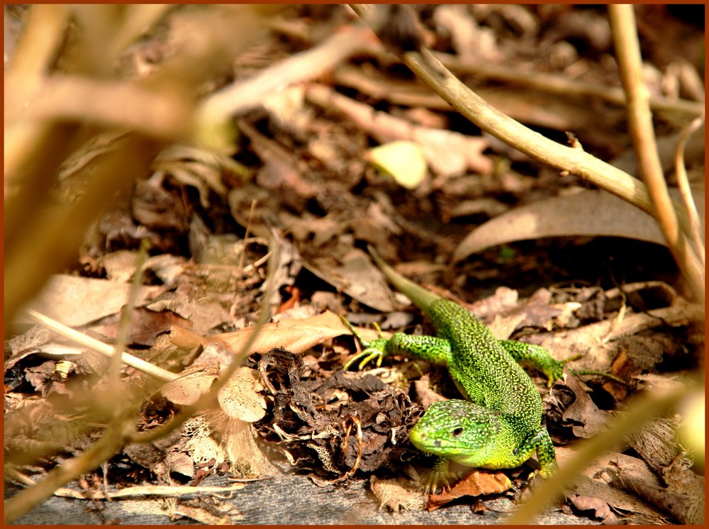 Il n'y a pas de lezard...