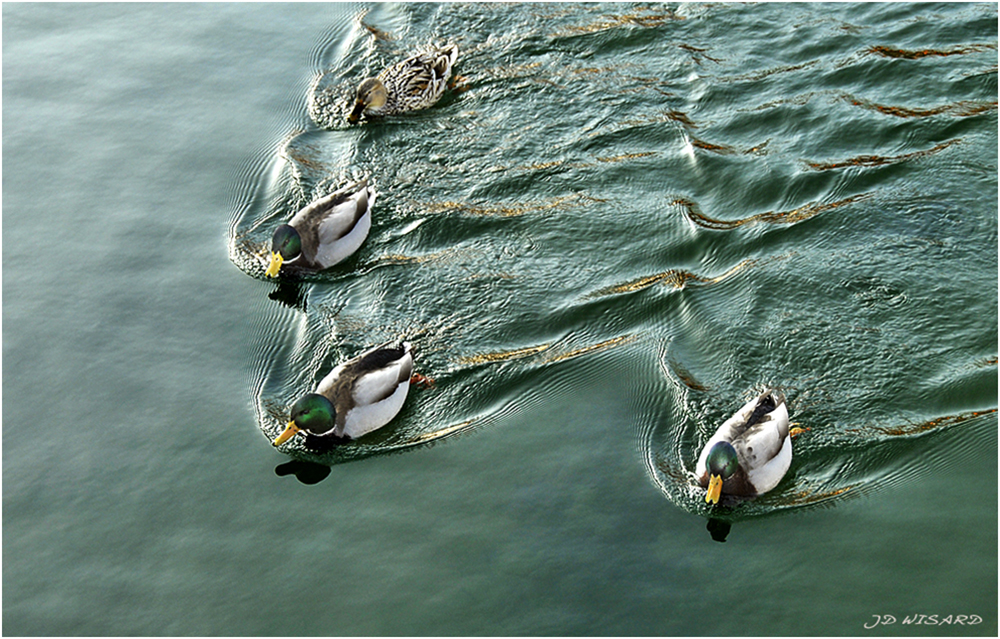 ....Il n'y a pas que les bateaux qui font des vagues...