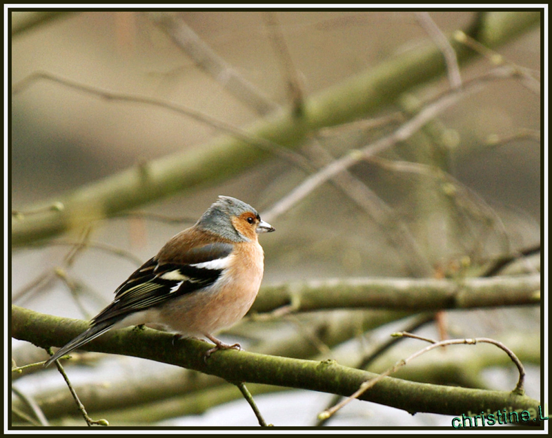 'il n'y a plus de feuilles bientot l'hiver