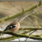 'il n'y a plus de feuilles bientot l'hiver