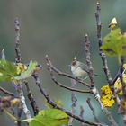 Il n'y a plus de figues à picorer .........