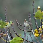 Il n'y a plus de figues à picorer .........