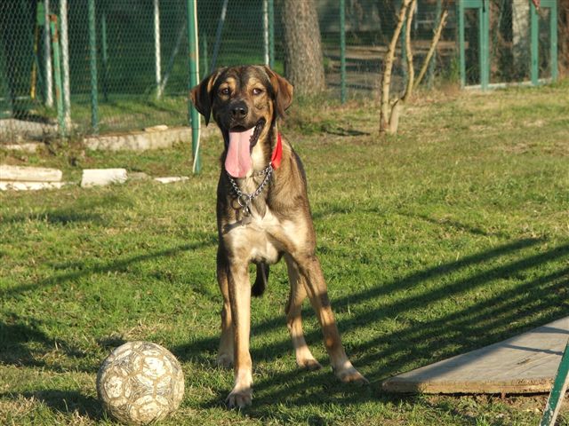 il pallone