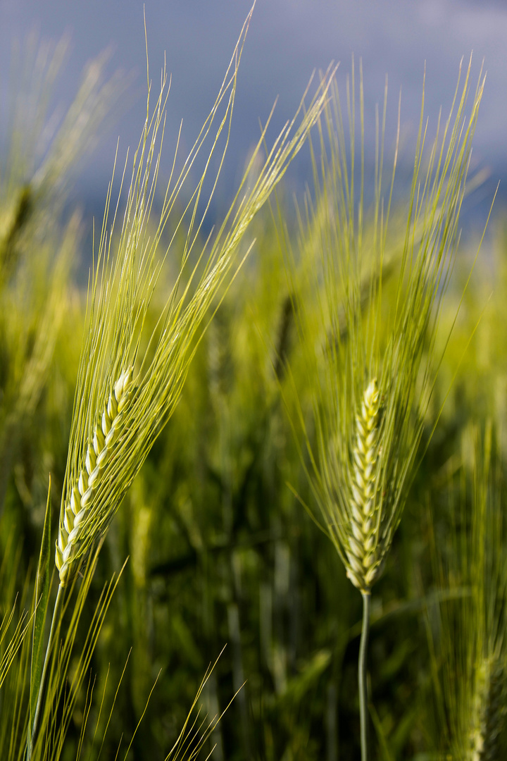 Il pane di domani