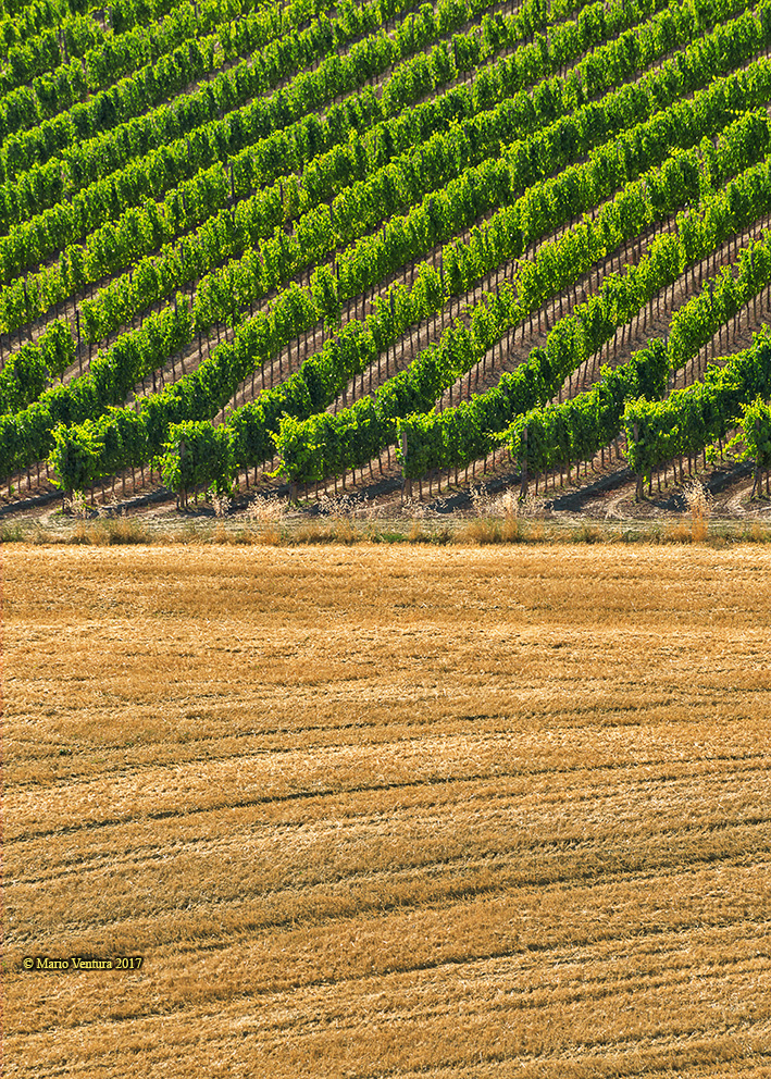 Il pane e il vino